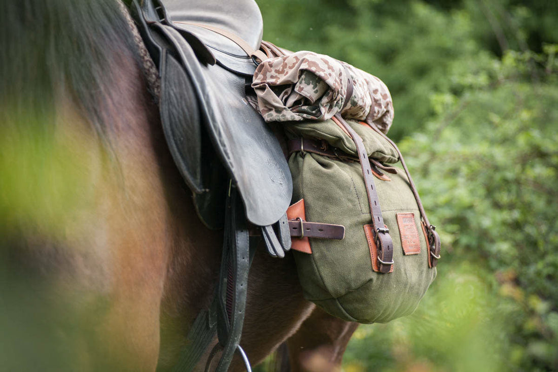 What Are Small Horse Breeds and Why Should You Care?