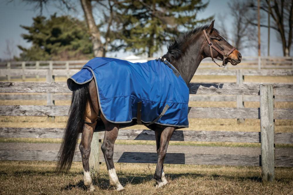 What Size Horse Blanket Do I Need for My Horse's Comfort?