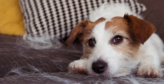 How Often Should You Use a Deshedding Tool on My Dog? Terrific and Life-Changing Insights Here!