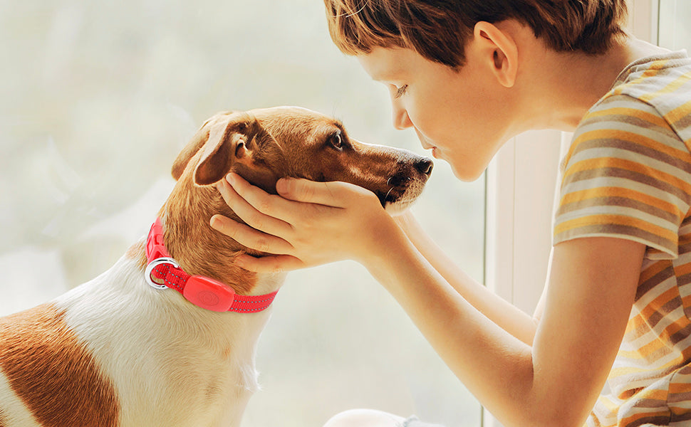 Dog Collars with Built-In Cameras: A Pet Owners Insight