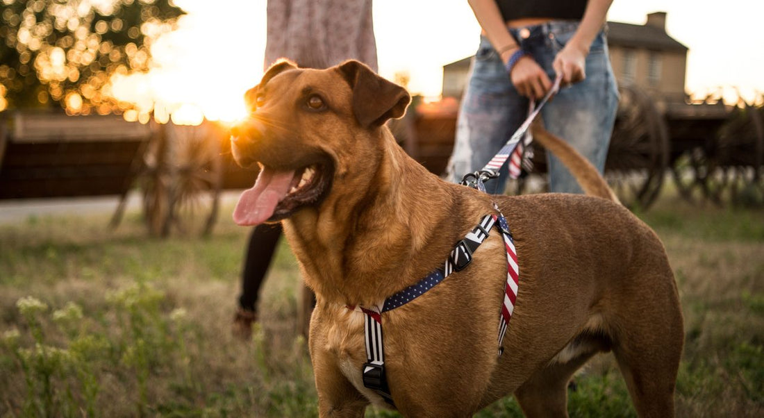 How to Put Easy Walk Harness on Dog? Simple Steps Explained