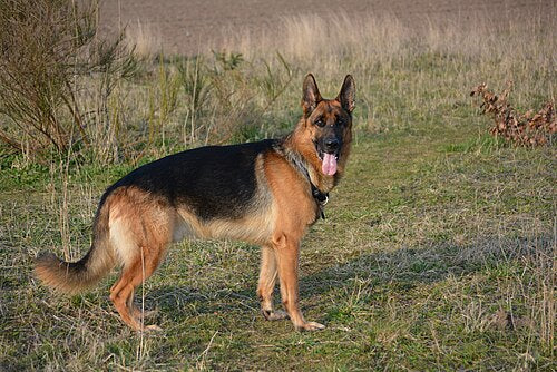 German Shepherd Heat Safety Tips: Protect Your Pup Now!