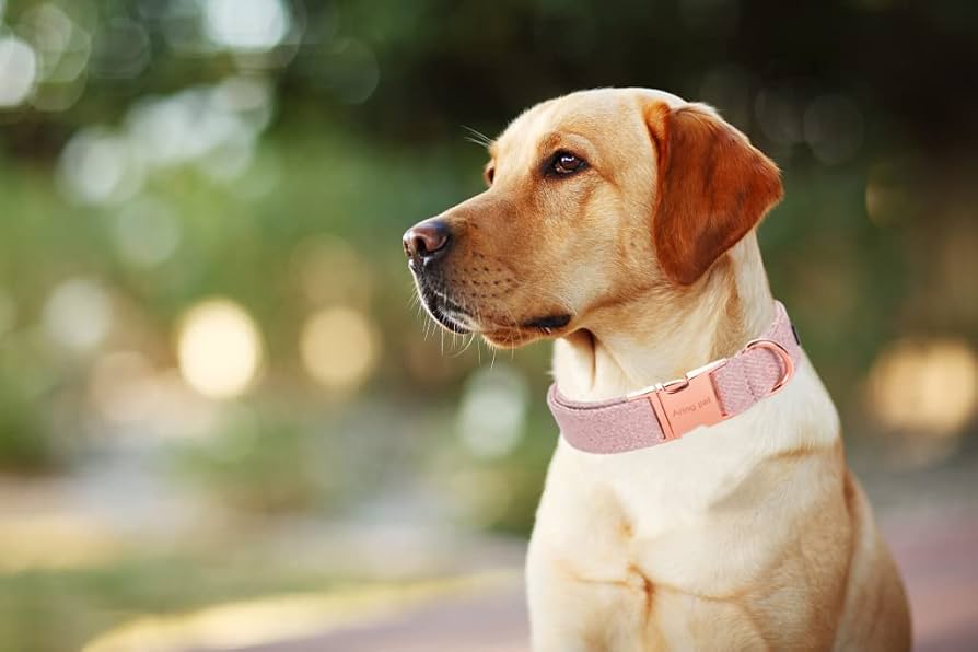 Bluetooth-enabled dog collars for Health-conscious Pet Owners