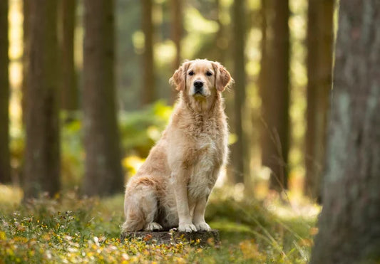 Why Golden Retrievers Make Excellent Family Pets