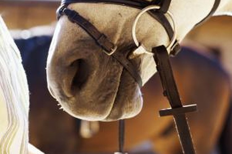 Why Does My Horse Chew on the Bit? Understanding This Behavior