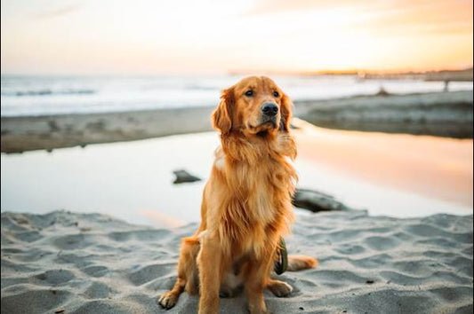 Golden Retriever Mobility Issues Explained