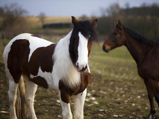 How to Care for a Horse for Beginners: Essential Guide