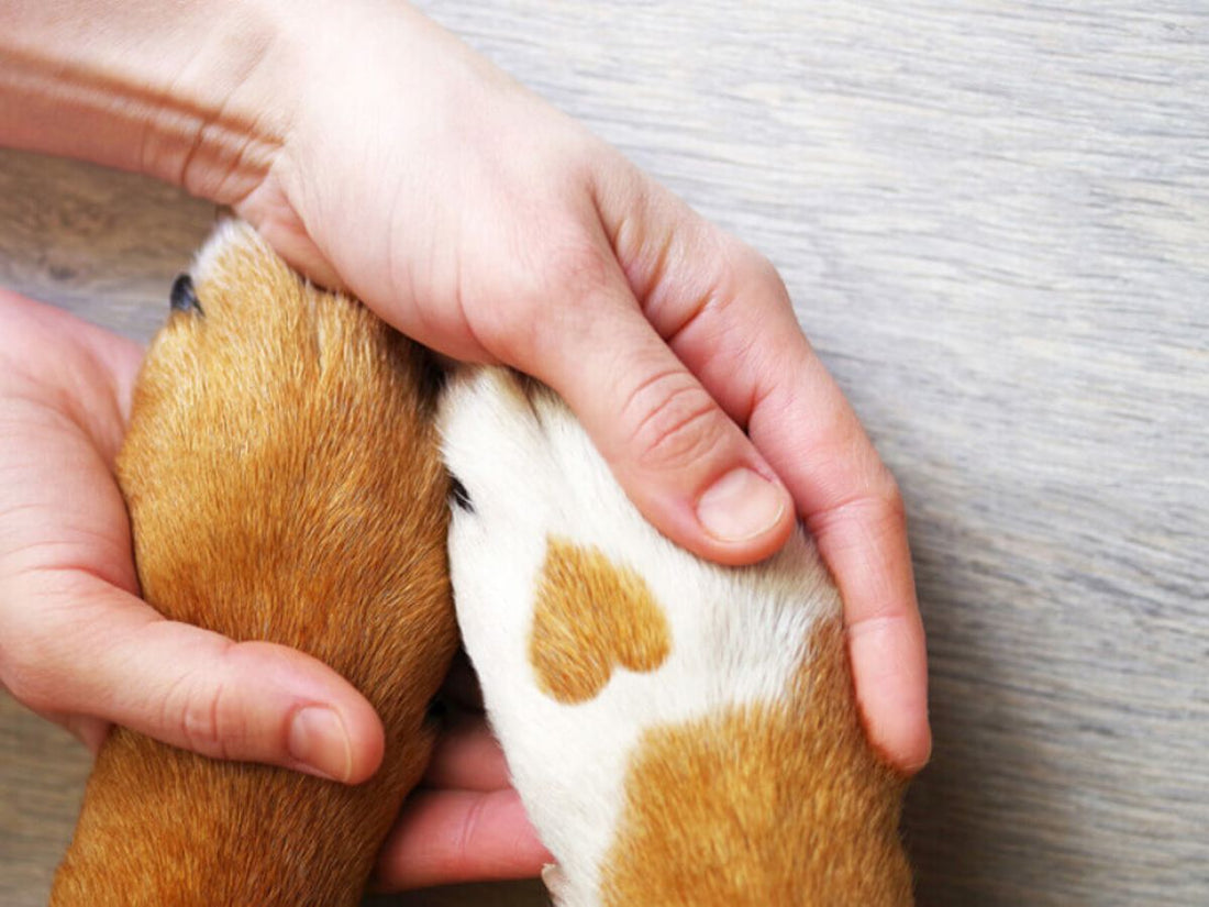 Is Dog Paw Balm Necessary? Exploring the Benefits and Essentials