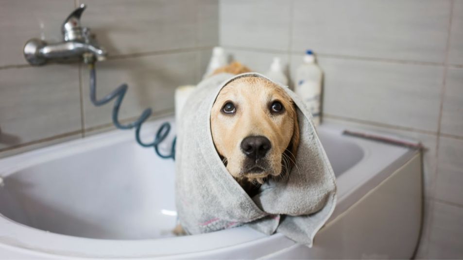 How to Shampoo a Dog for Optimal Health and Cleanliness