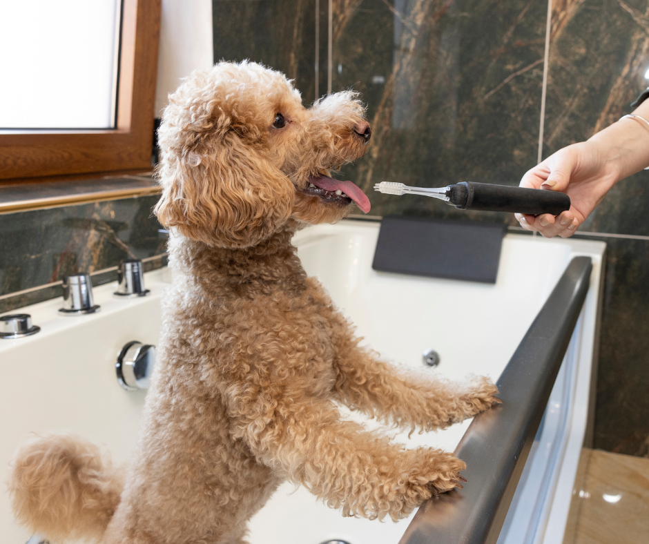 Everything You Need to Know About Dog Tartar Removal Tools