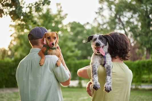 How to Adopt a Dog Online: A Guide for Pet Lovers
