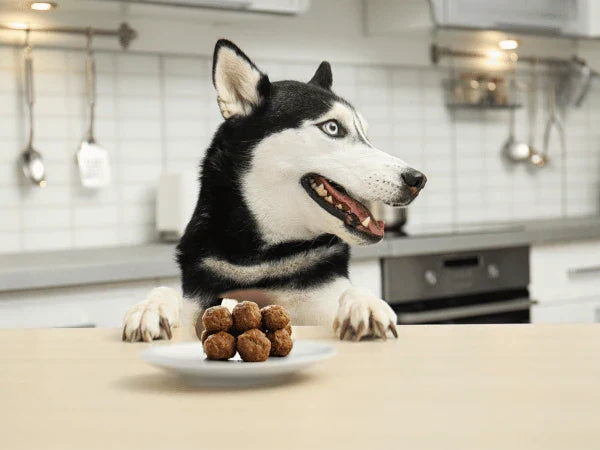 How Long Does it Take for a Dog to Digest Food? Important Facts and Tips