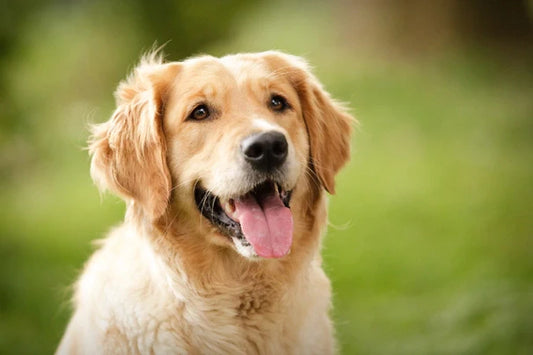 Golden Retriever Joint Care Tips