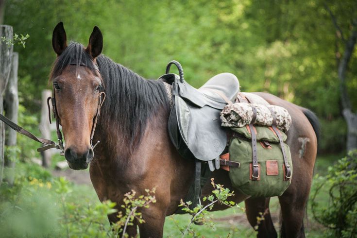 Which of the Following Diseases is Only Found in Arabian Horses?