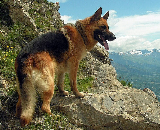German Shepherd Apartment Living Tips for Health-Conscious Pet Owners