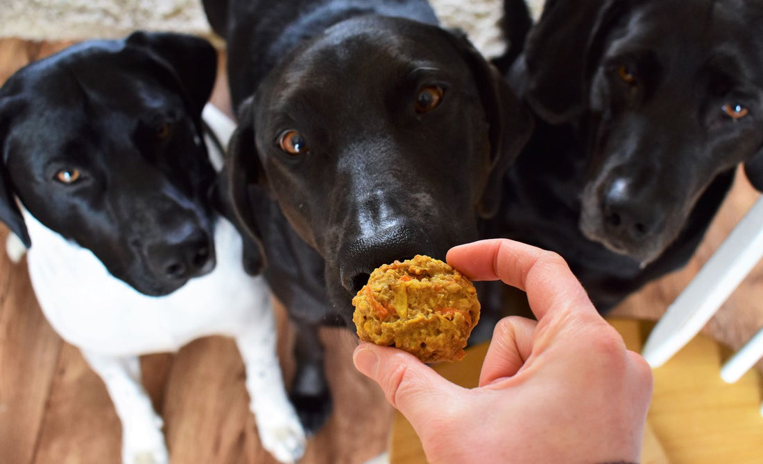 What is the Healthiest Dog Food? Tips for Health-conscious Pet Owners