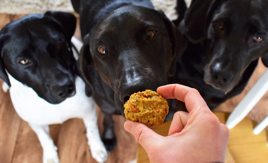 What is BHA in Dog Treats? Understanding Its Role and Risks for Your Pet