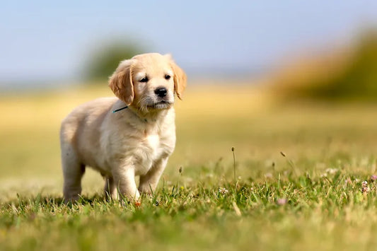 Golden Retriever Hunting Background Explained