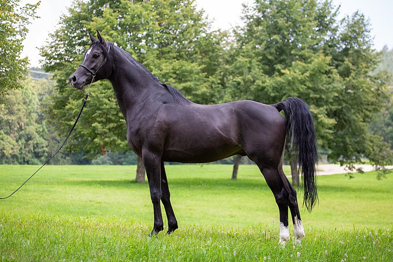 How Tall is a Friesian Horse: Everything You Need to Know