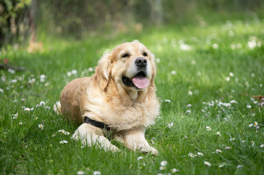 Top Golden Retriever Facts Every Owner Should Know