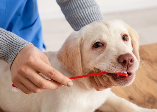 What Is Poultry Digest in Dog Toothpaste? Delving into Its Benefits