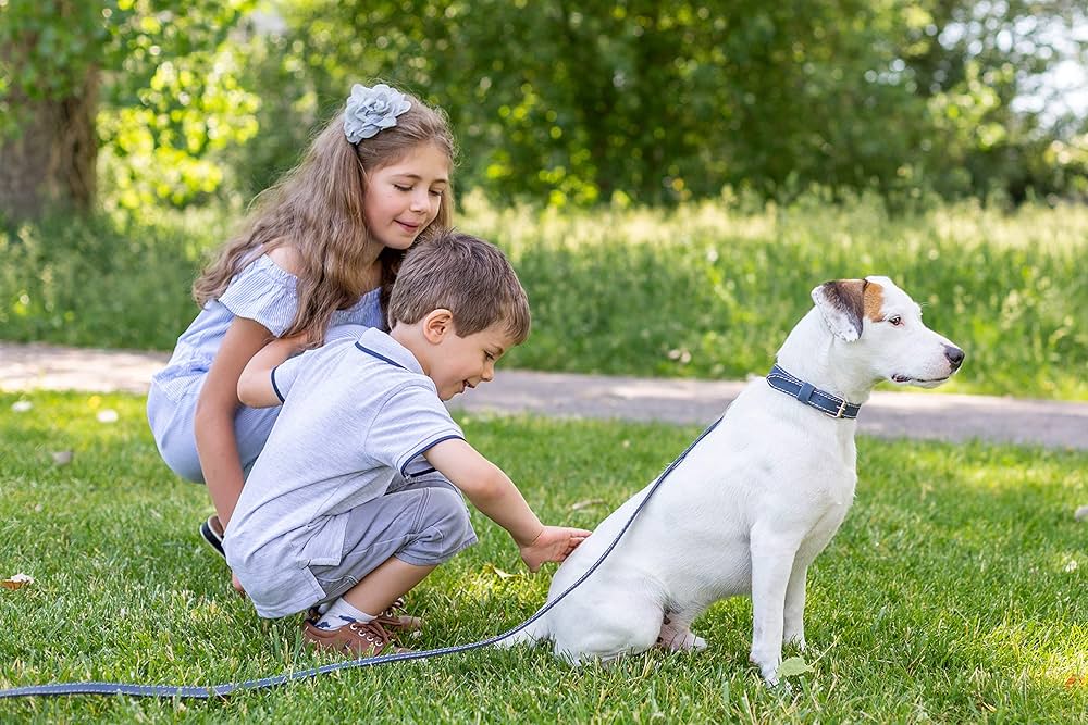 Exploring the Psychology of Color in Dog Collars: Impact on Pet Behavior