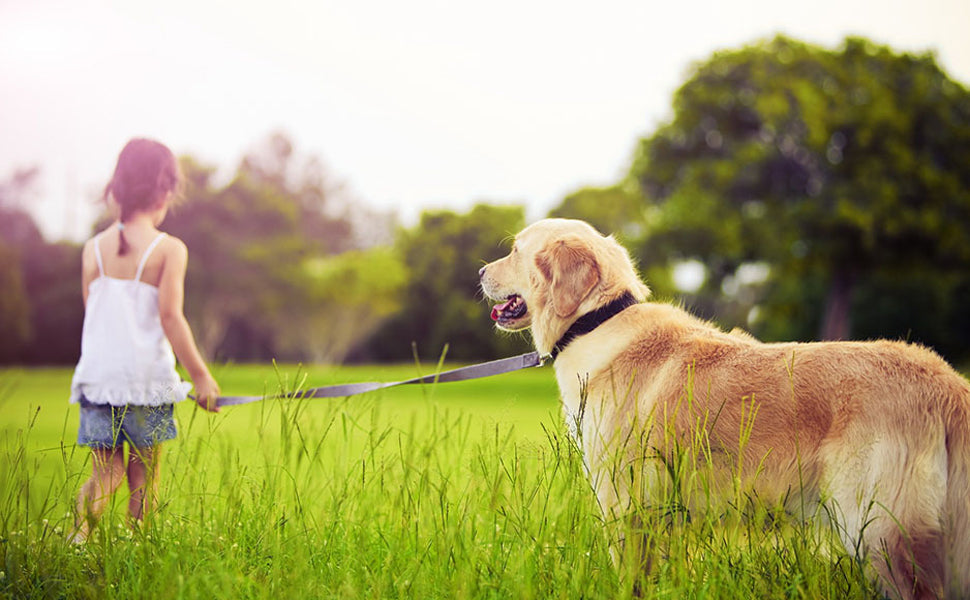 Why Dogs Need Extra-Wide Collars: A Deep Dive