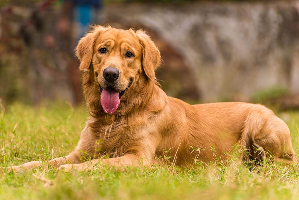A Complete History of the Golden Retriever Breed