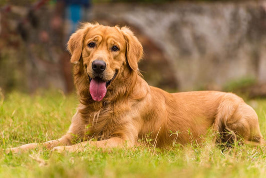 A Complete History of the Golden Retriever Breed