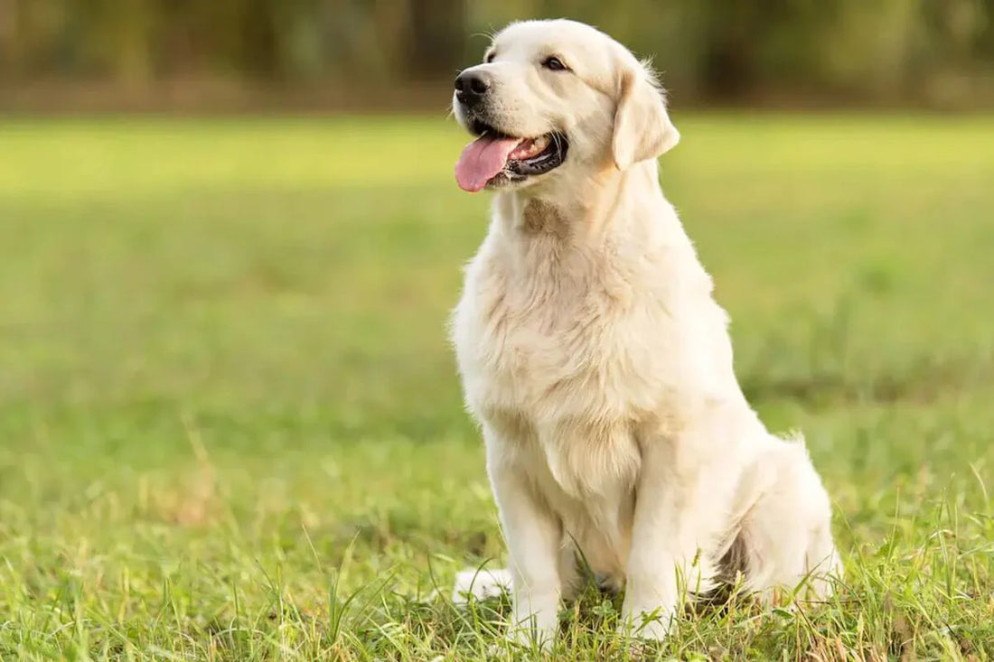 Golden Retriever Behavior Traits Explained