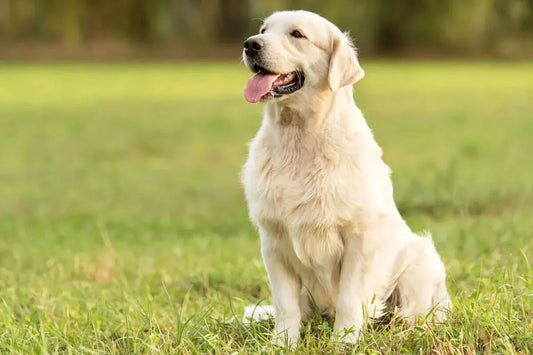 Golden Retriever Behavior Traits Explained