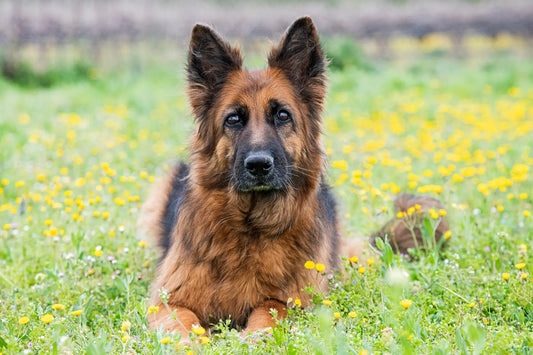Essential German Shepherd Deshedding Tools for Healthy Coats