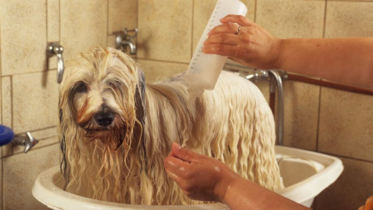 What's in Your Dog's Shampoo? Hidden Dangers Could Be Lurking