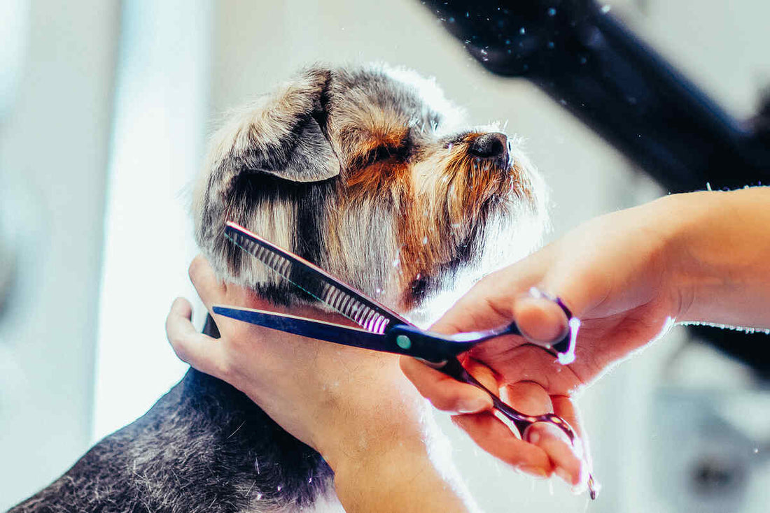 How to Stop Dog Shedding with Home Remedy Vinegar?