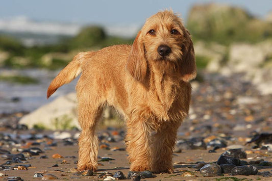 What are Bassador Dog Breed Characteristics and Care?