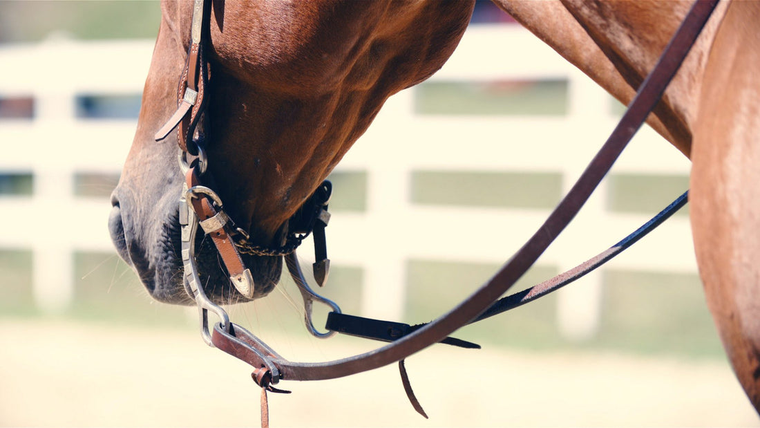 Shocking Techniques: How to Hold Western Horse Reins?