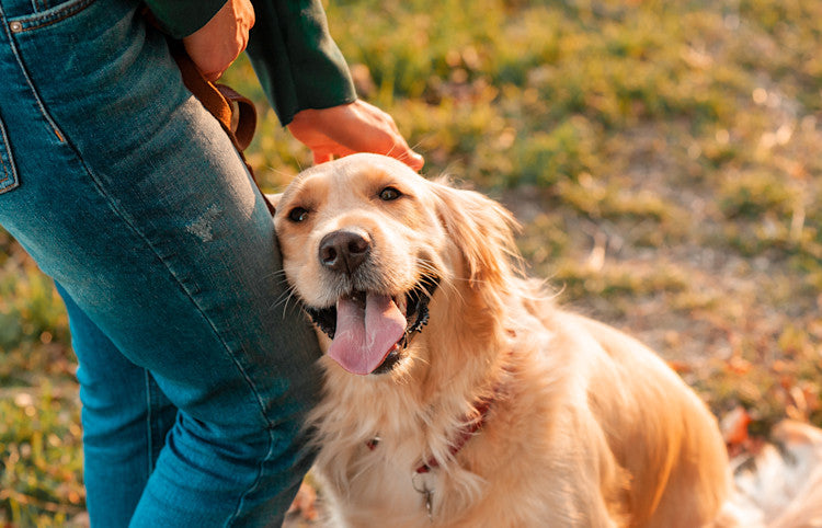 Understanding the Curious Case of Dog Barking at Nothing
