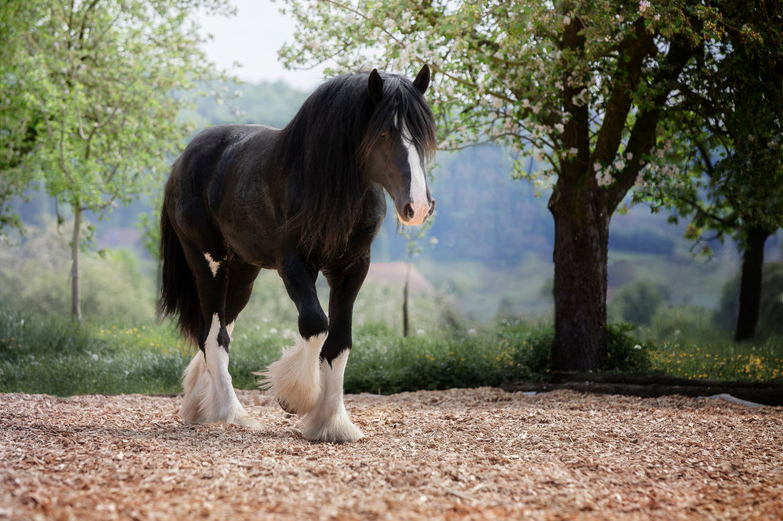 Where Did the Shire Horse Originate From? A Deep Dive