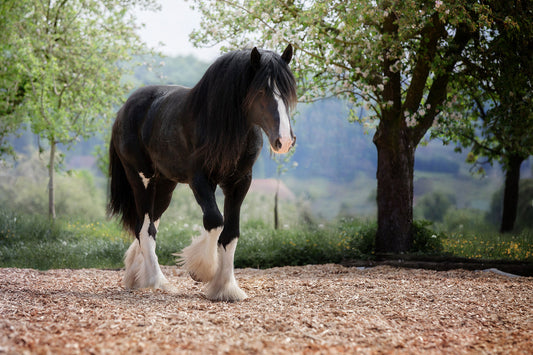 Where Did the Shire Horse Originate From? A Deep Dive