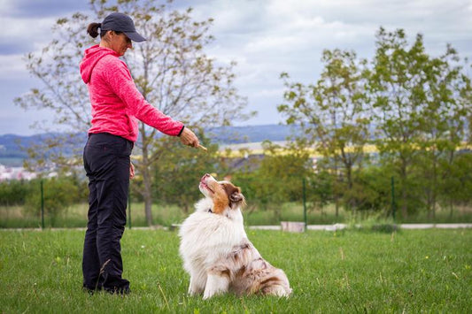 Essential Dog Training Tips for Beginners: Kickstart Your Journey!