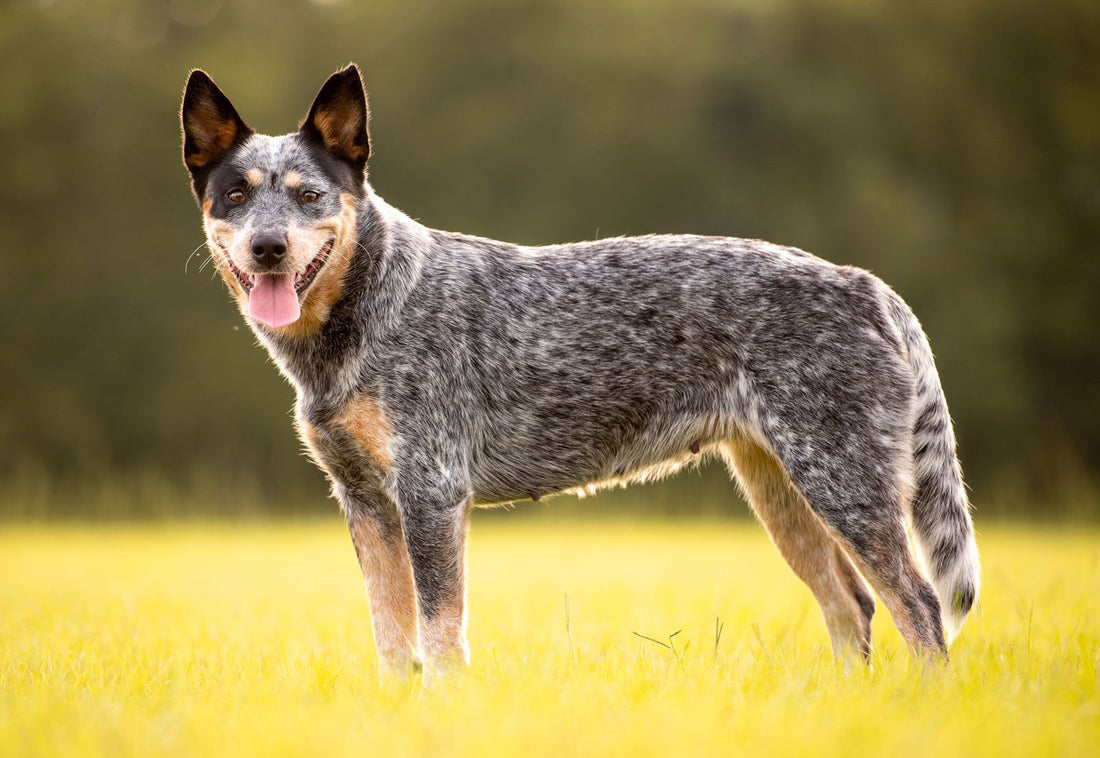 What You Need to Know About Basenji Dog Breed Characteristics & Care?