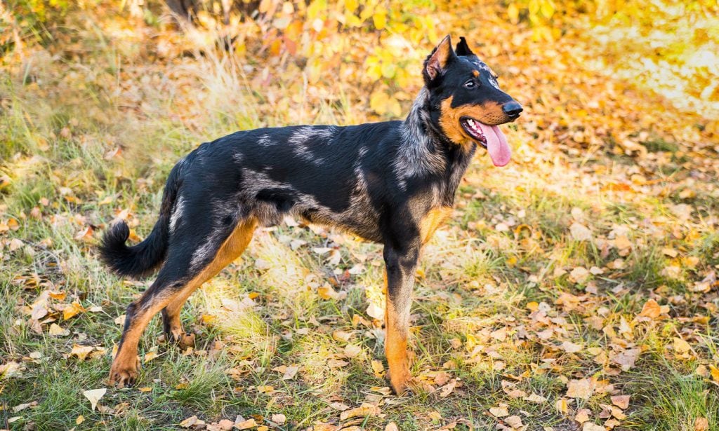 Remarkable Australian Working Kelpie Dog Breed Characteristics & Care: Is It Here?