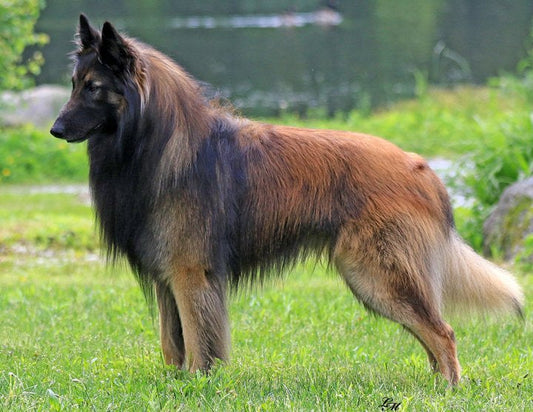 What are Australian Silky Terrier Dog Breed Characteristics and Care?