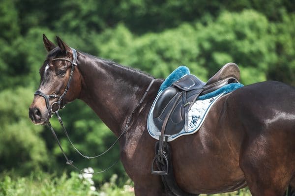 How to Clean Horse Tack: Essential Tips for Pet Owners?