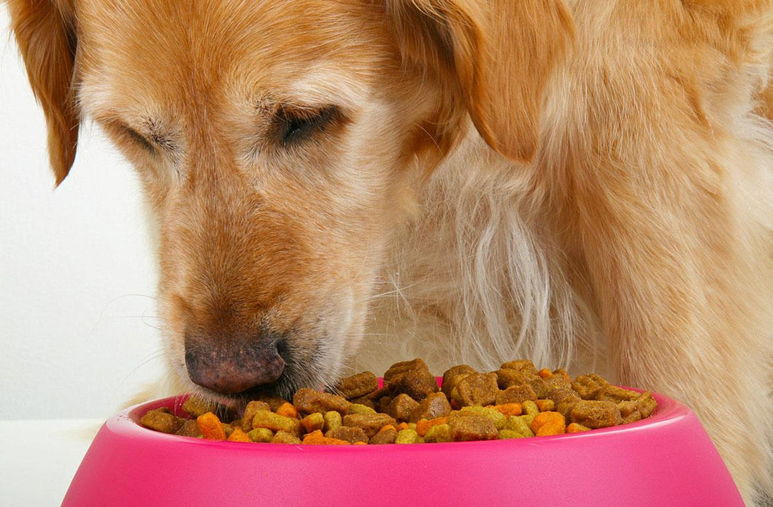 How to Soften Dog Food for Happy and Healthy Pets