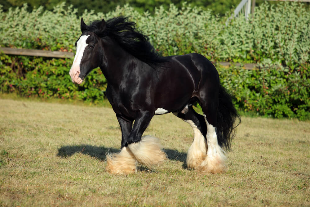 What is a Shire Horse? The Terrific and Life-Changing Beauty