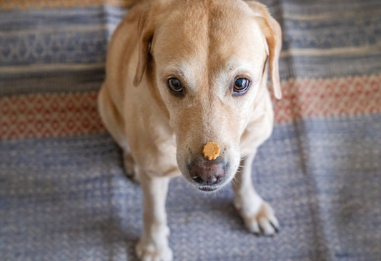 Crafting Homemade Healthy Beef Liver Dog Treats: A Step-by-Step Guide