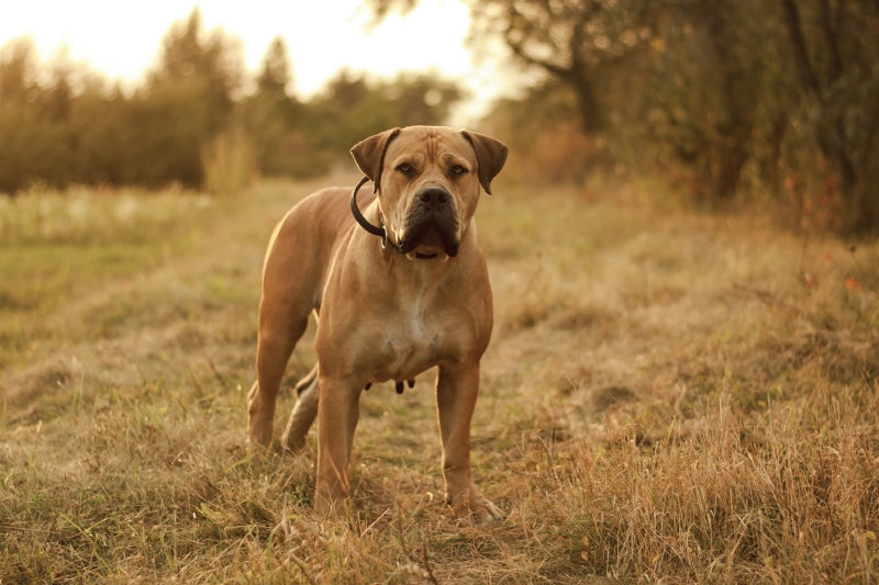 Unmissable American Cocker Spaniel Dog Breed Characteristics and Care