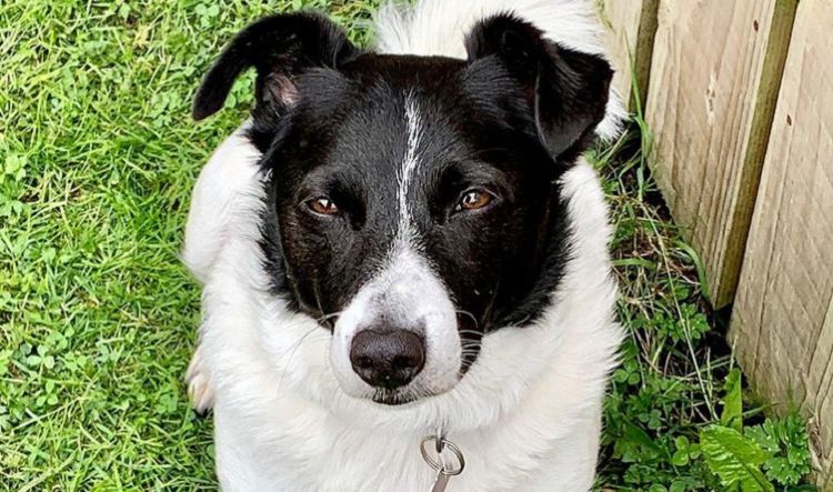 Biewer Terrier Dog Breed Characteristics and Care: What to Know?