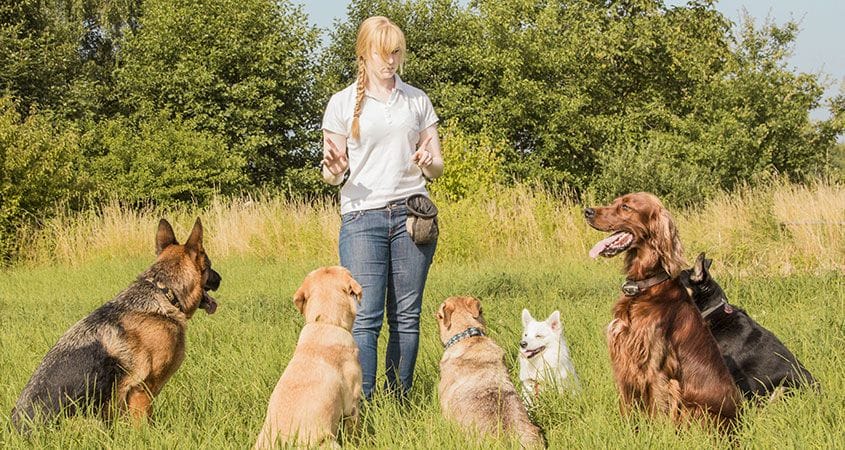 Dog Obedience Classes for High-Energy Dogs: Effective Training Tips